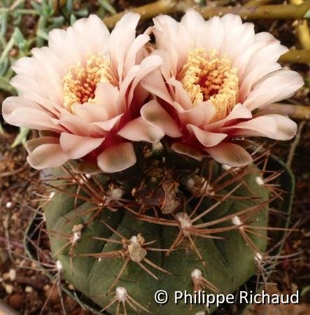 Gymnocalycium hossei brevispinum PR